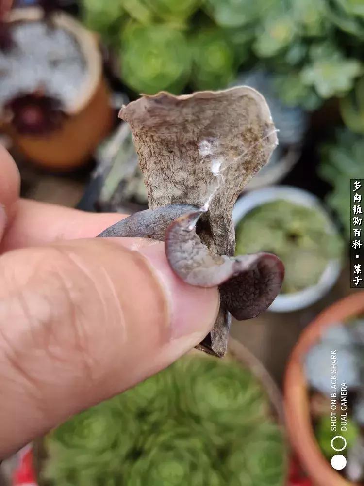 凉风至白露降寒蝉鸣下一句,夏天多肉小白虫消灭方法