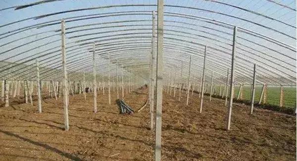 10种常见温室大棚的优缺点分析,助你选出最适合的