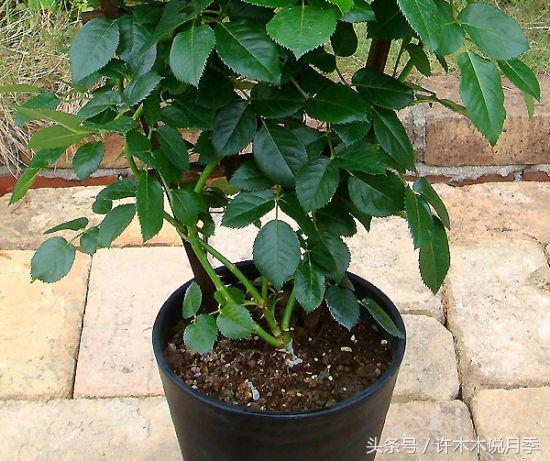 网购月季花黄叶怎么办,网购的月季小苗怎么处理