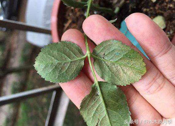 网购月季花黄叶怎么办,网购的月季小苗怎么处理