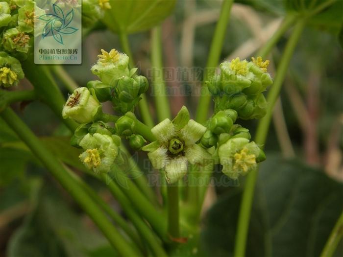 月季香槟玫瑰,月季玫瑰蔷薇你分得清吗