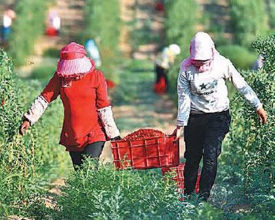 央媒看宁夏,人民日报评价宁夏枸杞