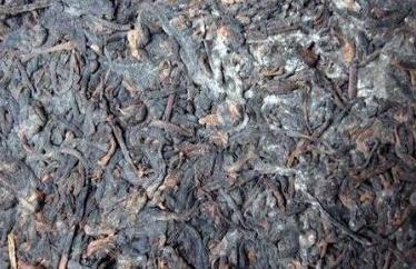 普洱受潮起白毛怎么办,普洱受潮