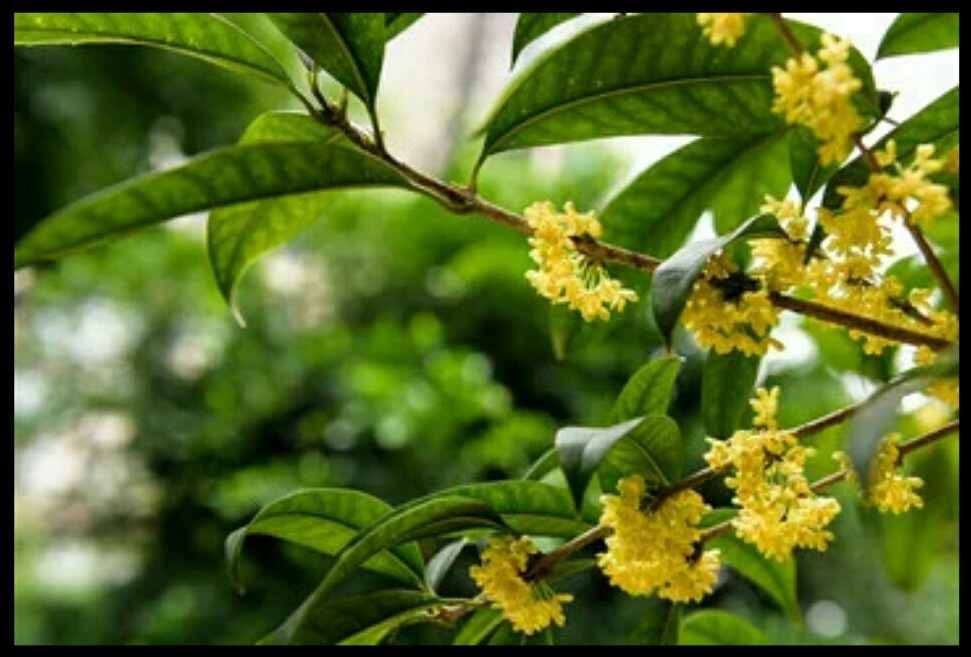 中国十大名贵桂花排名,桂花哪几个品种比较好看