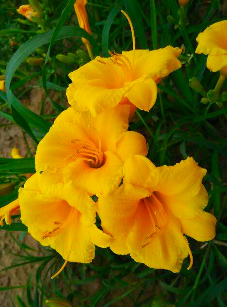 金娃娃萱草能吃吗,金娃娃萱草几月开花