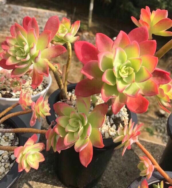 慢生活轻阅读,慢生活完整