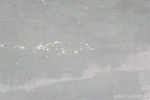 鲤鱼进窝为什么不吃饵,窝中有鱼不吃饵
