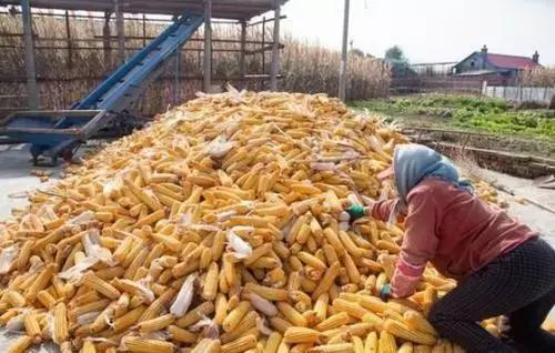 玉米涨价还是跌价,玉米什么时间卖能涨价