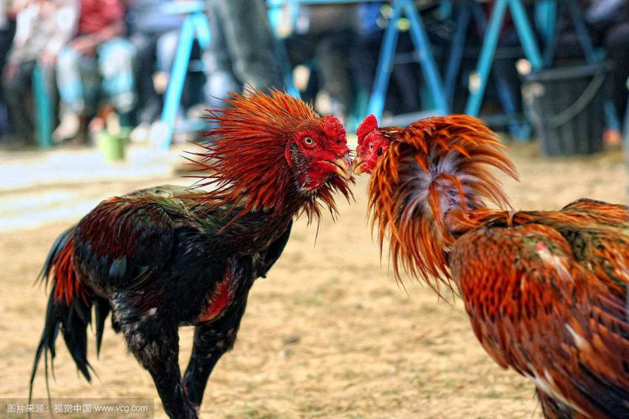 爱美之心皆有之,爱美之心人皆有之