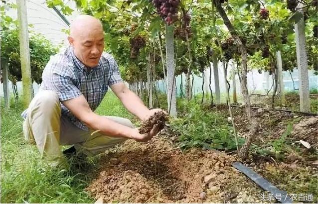 动物粪便如何快速发酵成液体肥料,什么动物粪便发酵做有机肥料最好