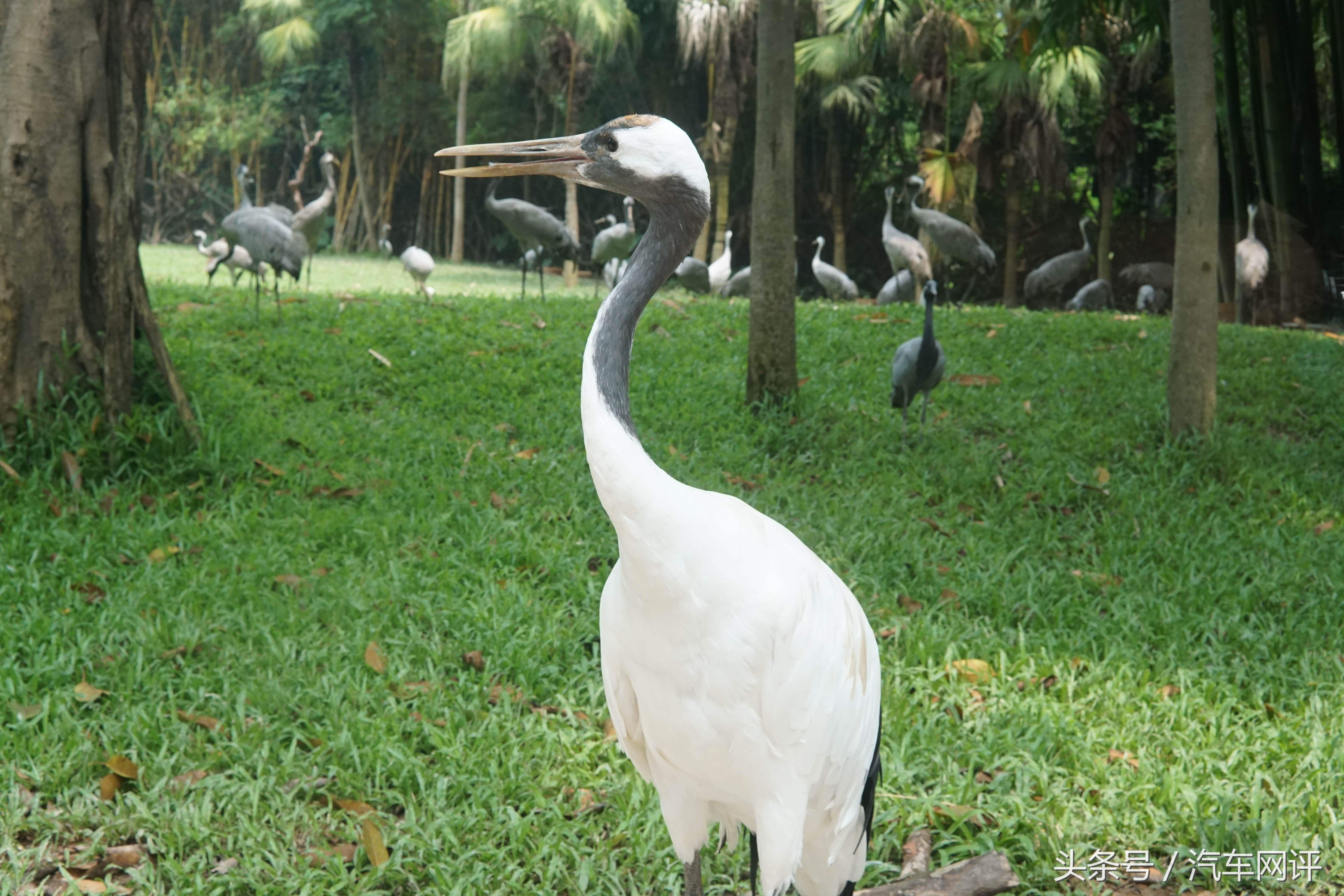 驾着宝马530Le去游玩长隆野生动物世界是一种怎样的体验？