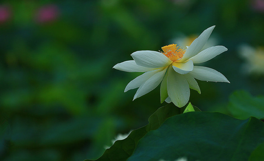 佛教常说的菩提心是什么意思,佛教常说的菩提心是什么菩提心
