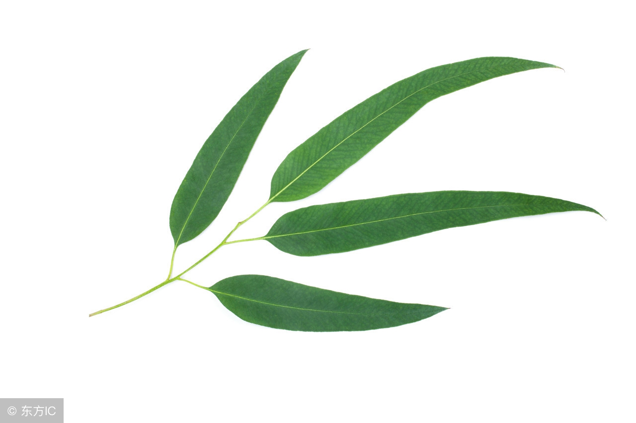 床上螨虫多皮肤会有很多痘痘吗,床上的螨虫到底有多少