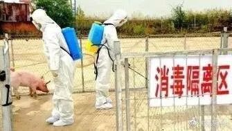 非洲猪瘟丨这个省境内连报8起……海关采取这样一些最严格的口岸防控措施