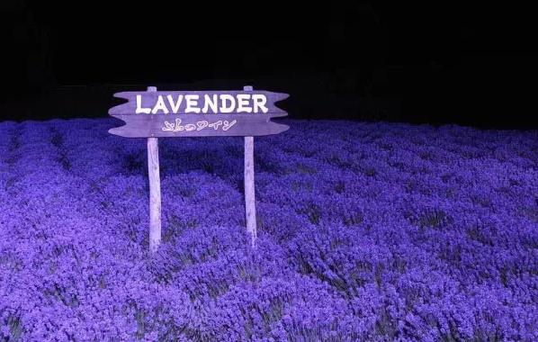 上海周边游：77薰衣岛璞缇别墅度假村，寻梦园香草农场，没见过的