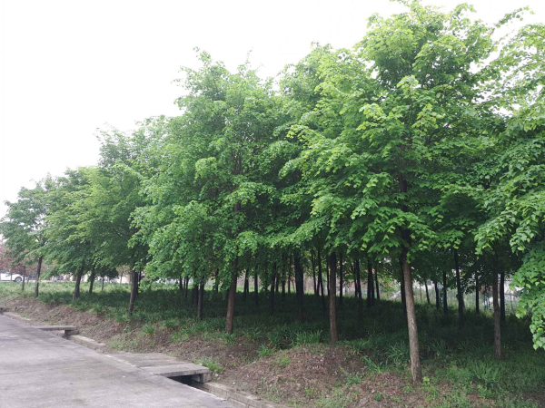 浙江长兴苗木展会,2020中国长兴苗木大会