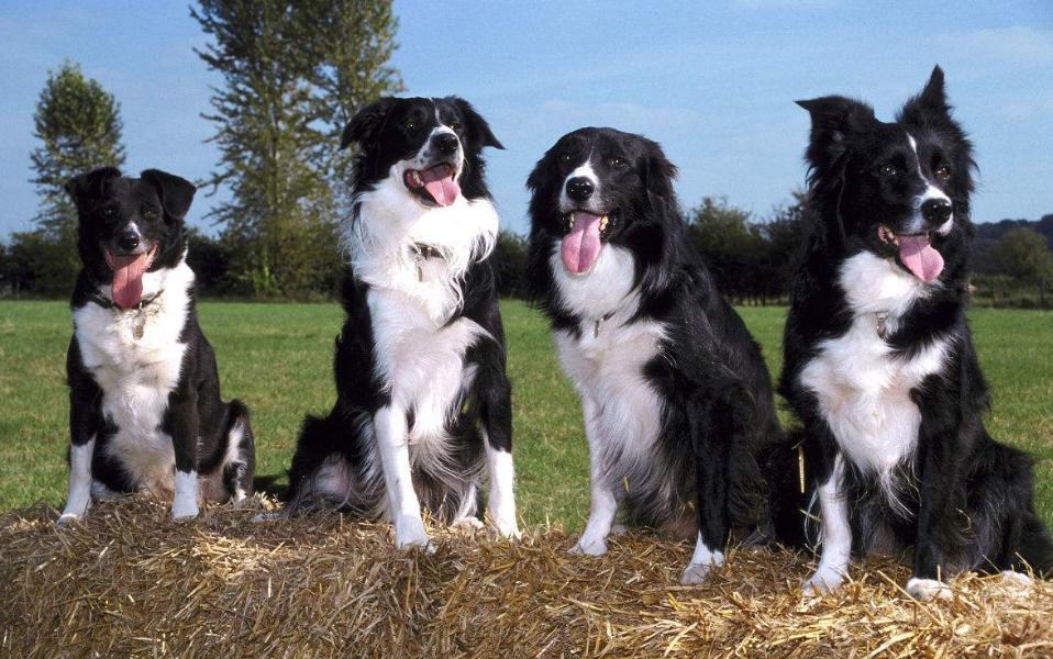 边牧怎么洗澡洗得干净,一个半月的边牧可以洗澡吗