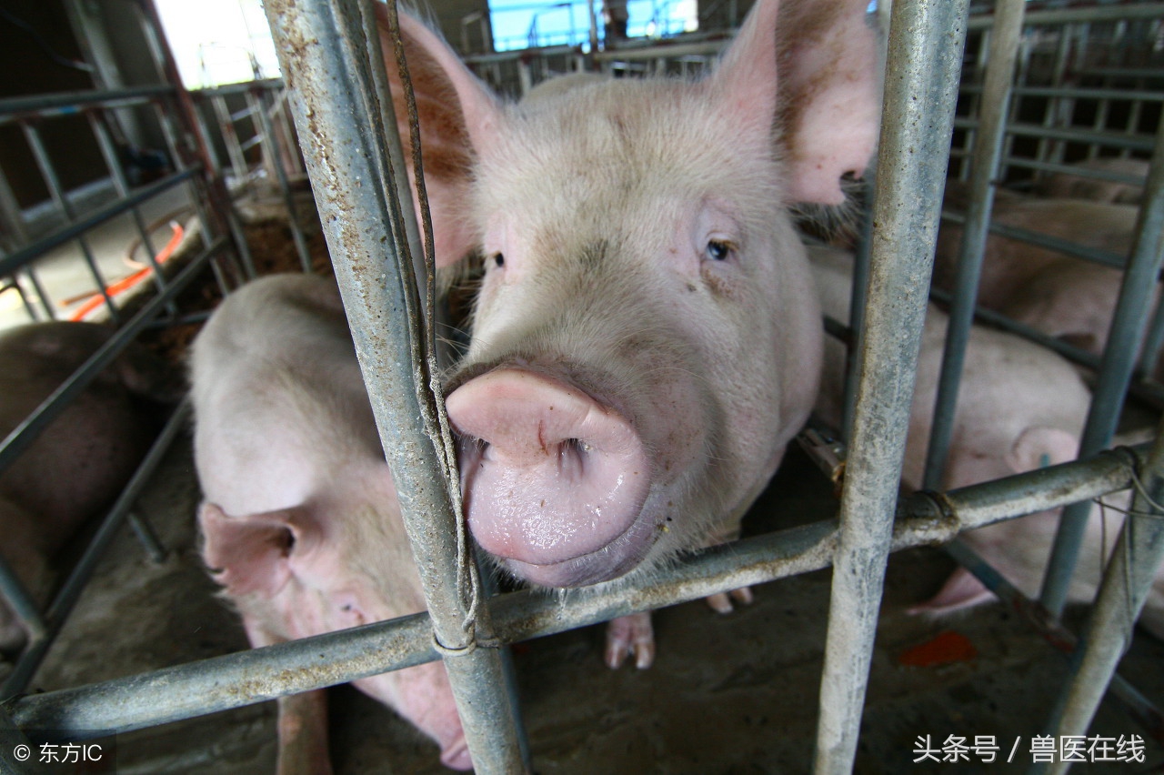 猪场管理的六种方法,猪场管理思路和方法