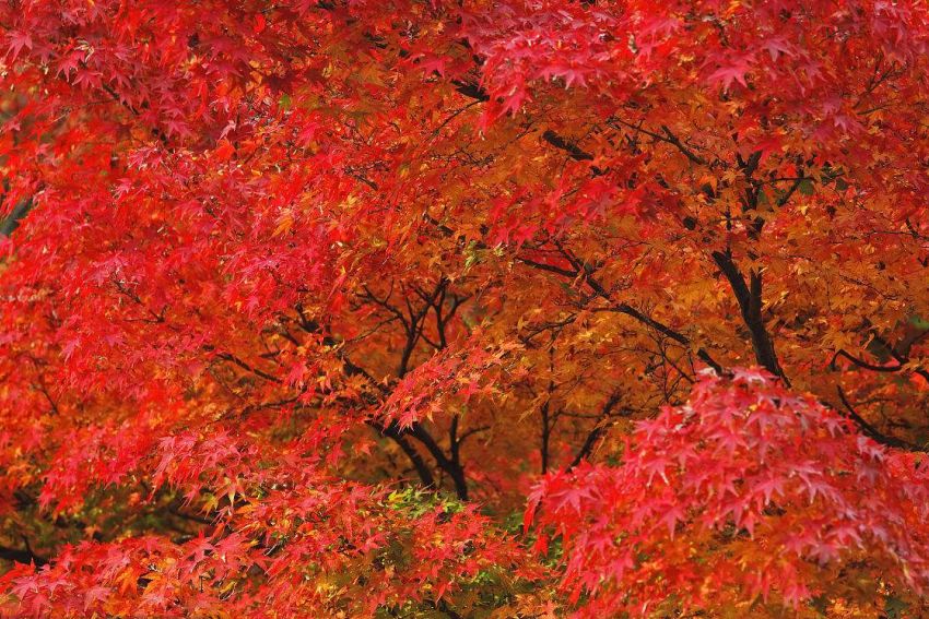 敦化寒葱岭红叶谷风景,吉林红叶最新视频