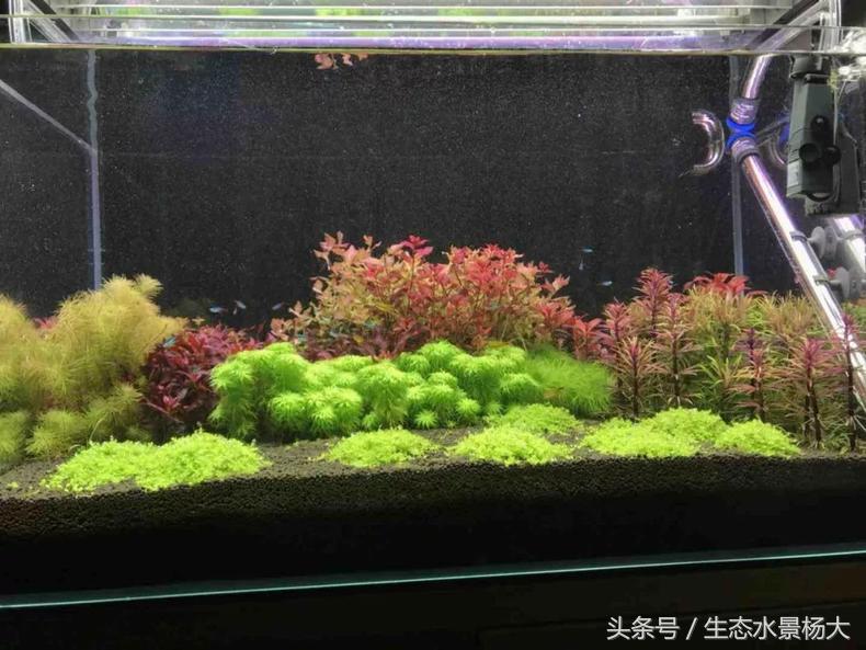 扁平形珍珠是怎么形成的,米型珍珠怎么形成的