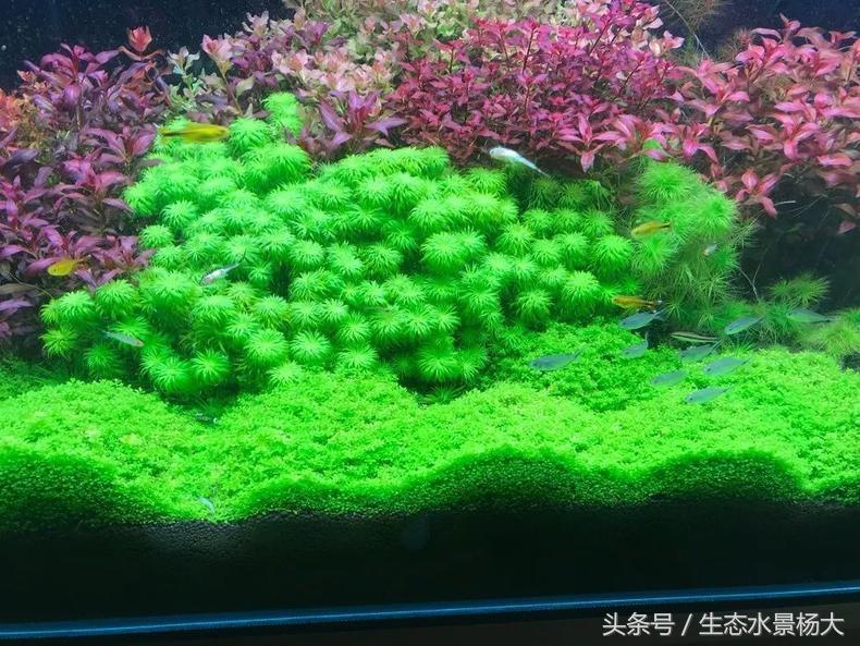 扁平形珍珠是怎么形成的,米型珍珠怎么形成的