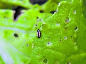 抗性小虫解决方案,高抗性害虫的最佳治疗方法