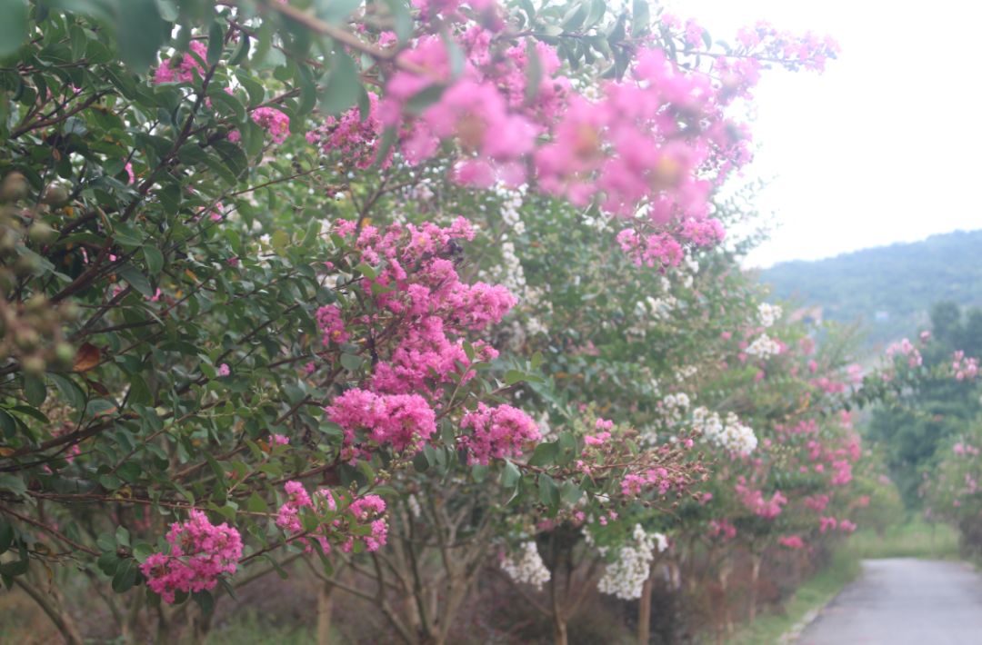 最好看的紫薇花美景,初秋靓丽的紫薇花