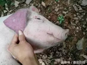 养猪人皮肤肿,养猪老铁讲猪皮肤病