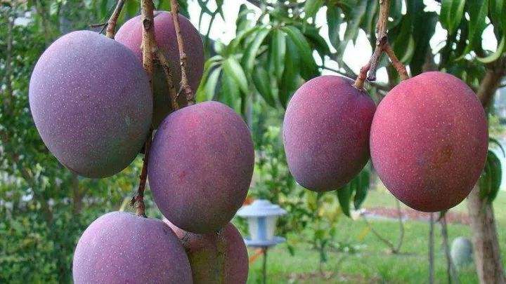 攀枝花农博会 (攀枝花农博会现状)