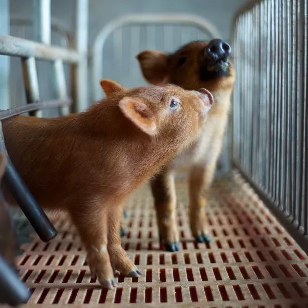 风化3年才成熟，味道不输西班牙火腿的中华老字号，价格却只有10%？