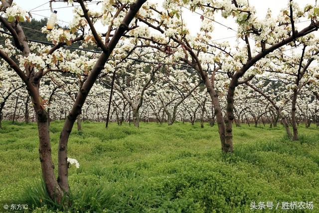 谁有林下种植艾草的经验,果园生草有秘诀