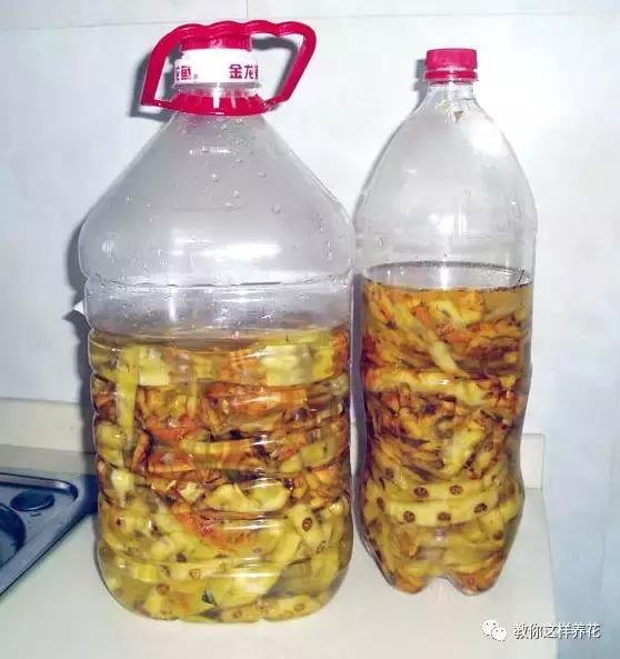 绿萝洗干净就可以水养了么,绿萝吊兰长势慢