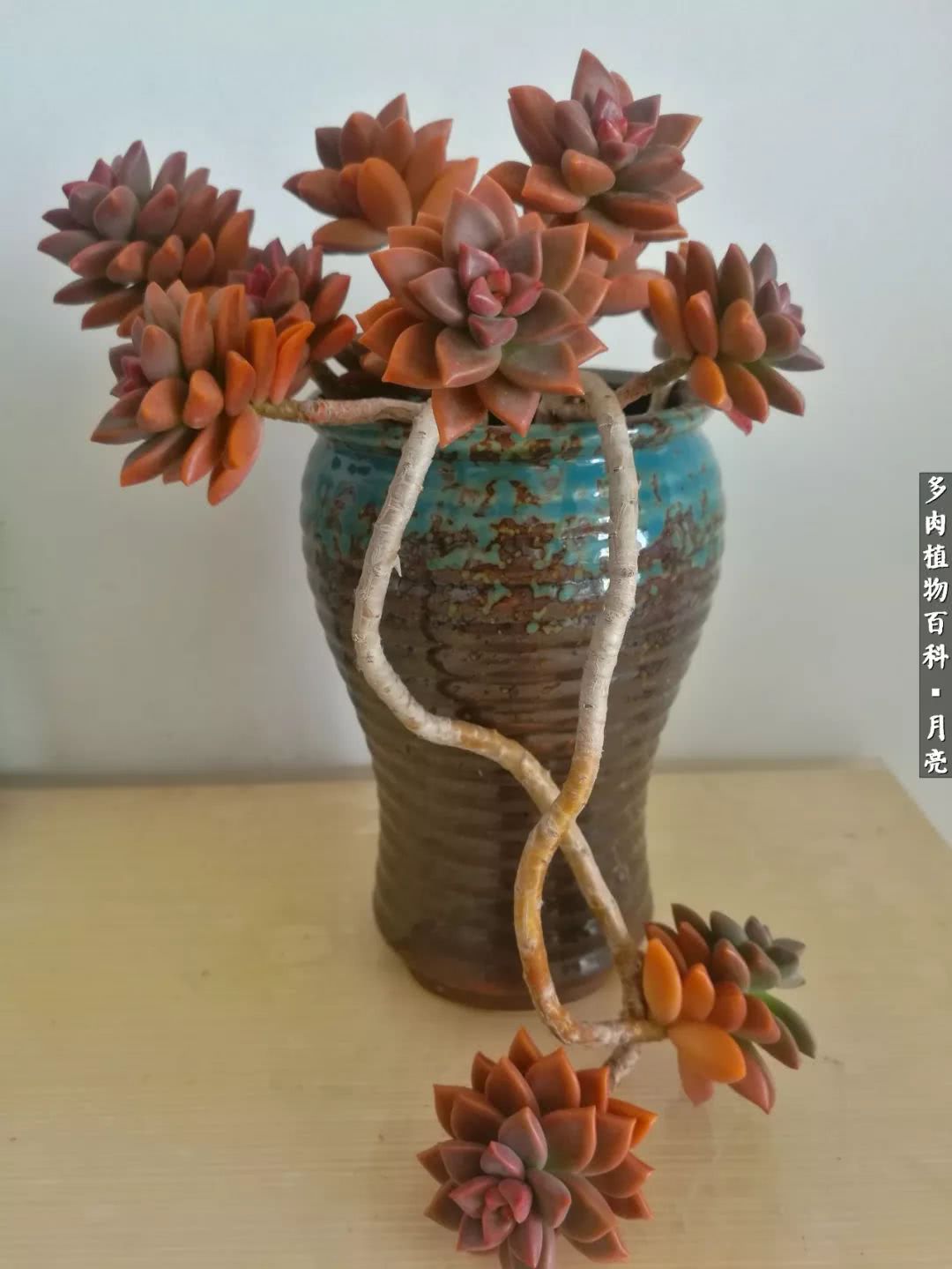 养了五年多肉没一盆“干货”？终于总结出原因了！