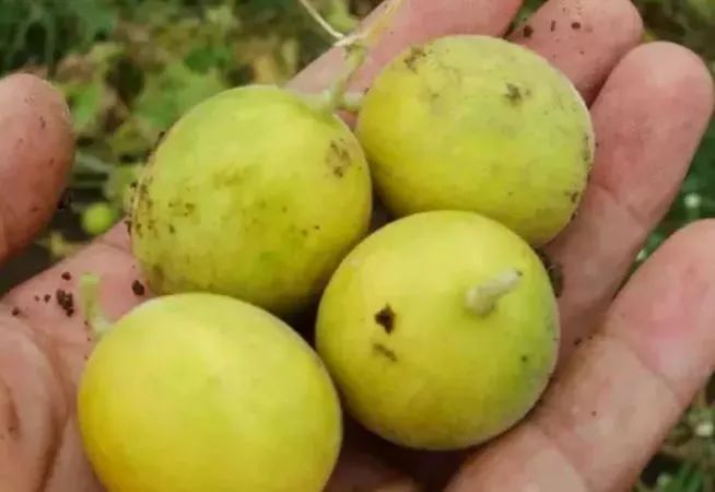 赣榆人讨厌的这个野果子，有人专门来捡赚钱，榨油吃了能防癌……