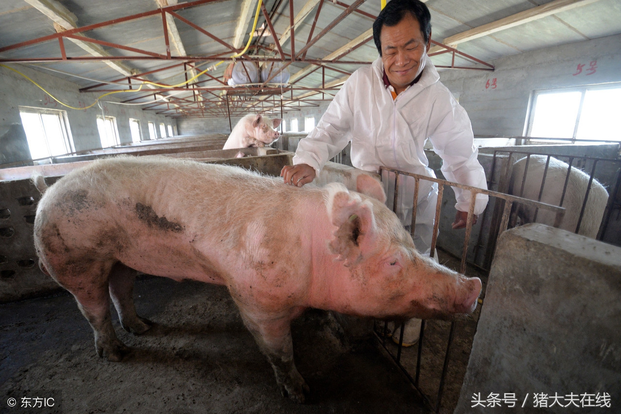 母猪产后不吃食要怎么喂,母猪产后不吃食最有土方法