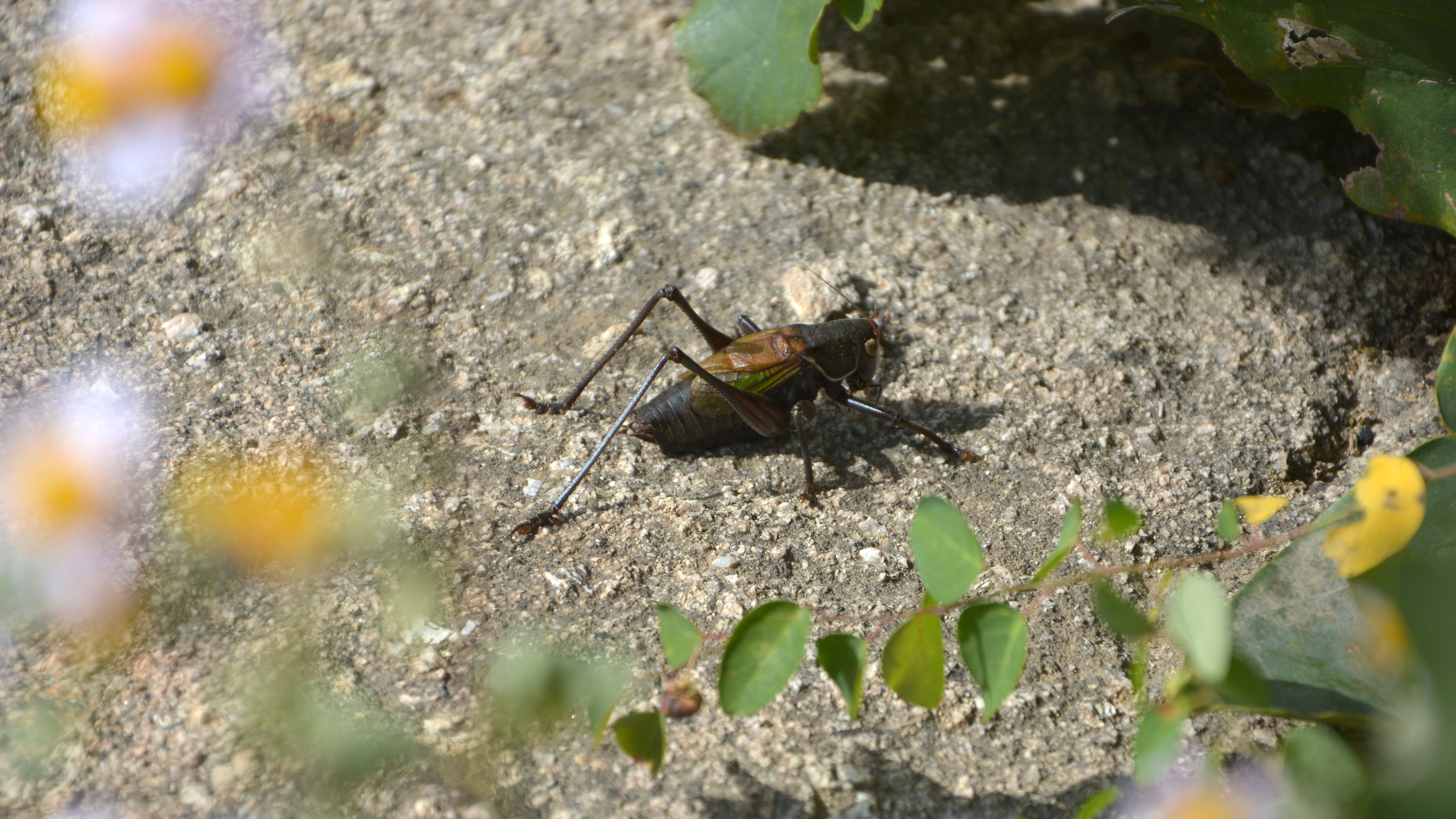 盘山旅游游记,盘山最新旅游攻略一日游