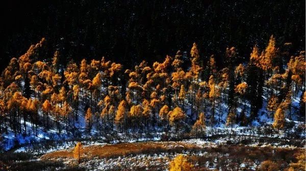 红叶秋天的一道独特风景,红叶美景惊艳了整个秋天