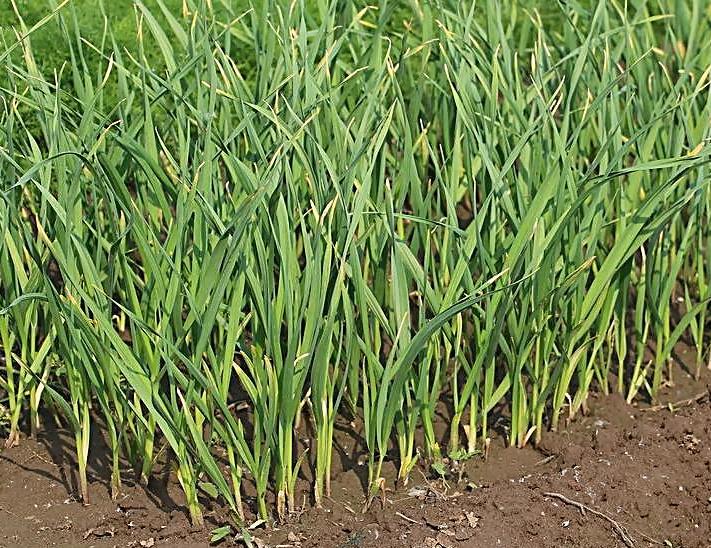 大蒜植株矮小,大蒜幼苗瘦小怎么回事