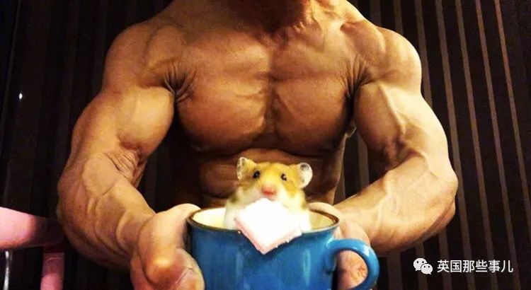 捧着仓鼠晒肌肉……这位“杀手”大叔的画风真是健身界的一股清流