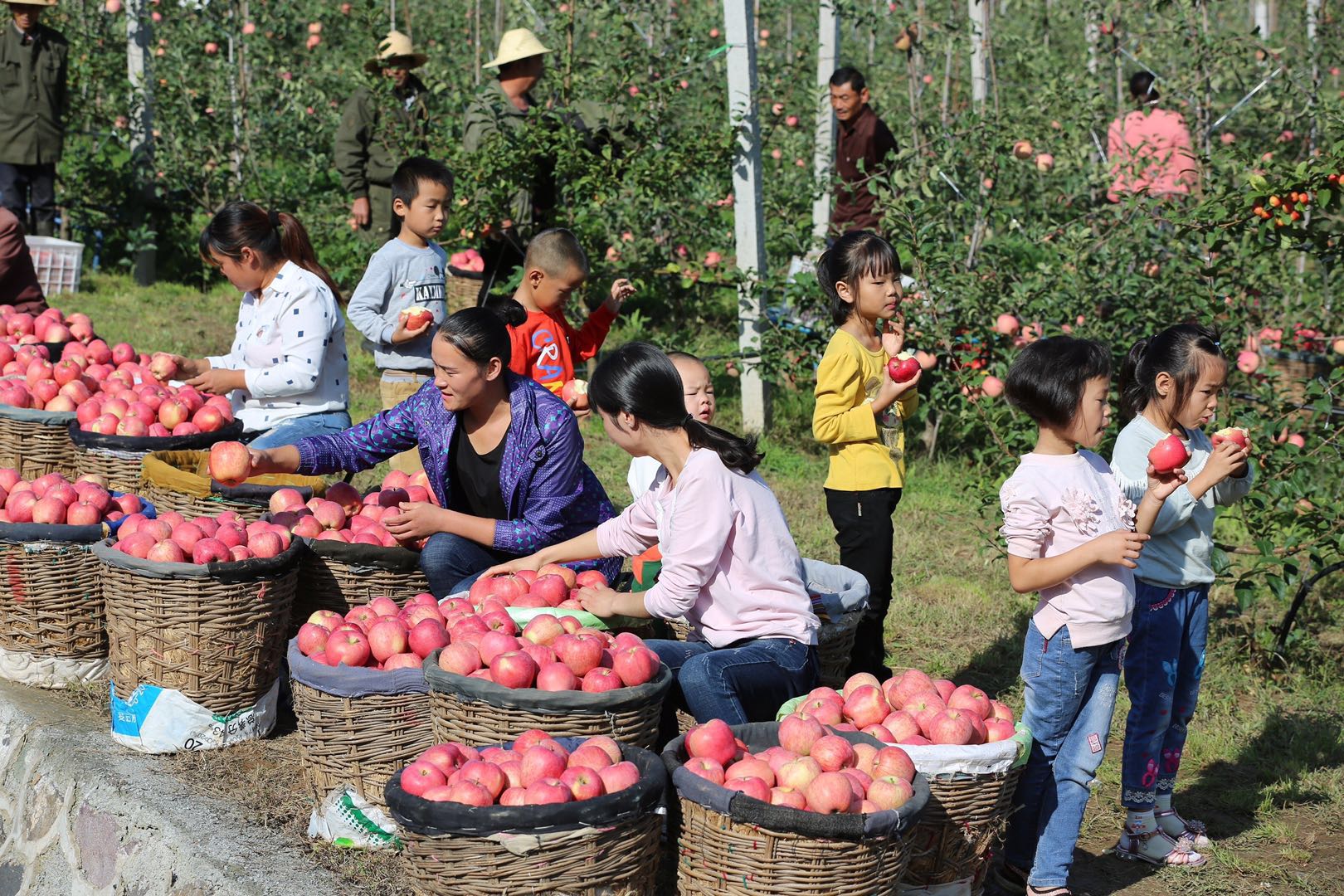 灵宝苹果采摘节开幕式,河南灵宝苹果熟了邀您来采摘