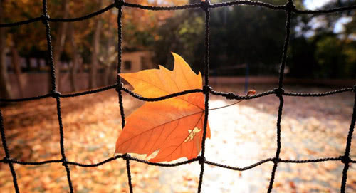 围绕秋天校园公交车站写一篇作文,秋天校园里花草树木的变化作文