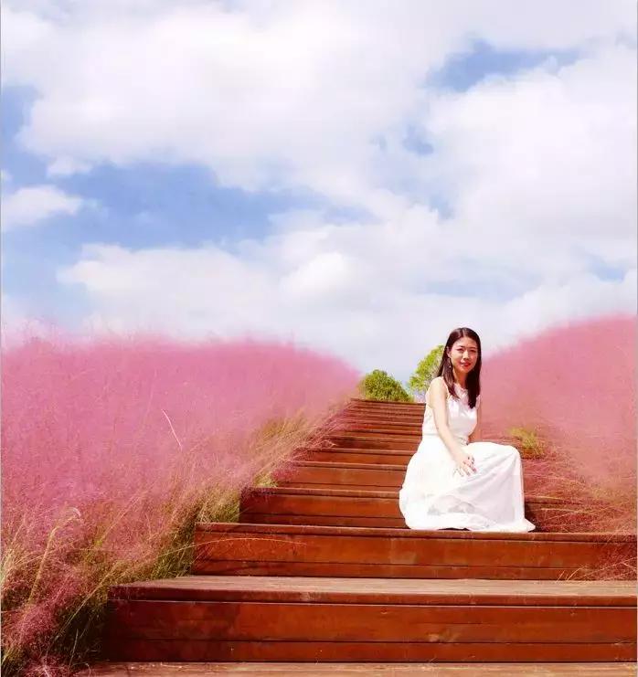 江川区网红粉黛乱子草,网红粉黛乱子草如梦似幻的美景