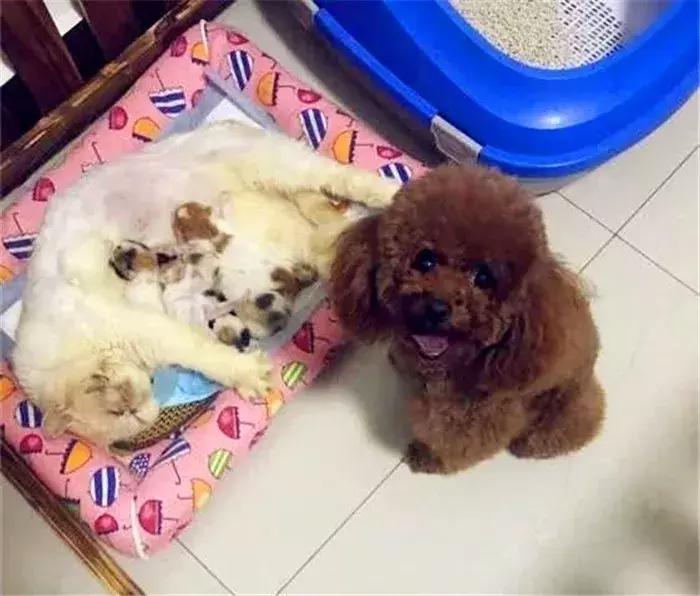 养泰迪十大副作用,养泰迪的基本常识