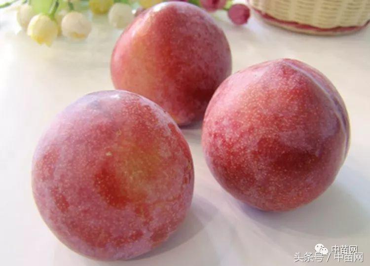 恐龙蛋李子商品果等级,早熟恐龙蛋李子几月份成熟