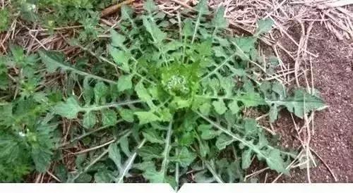 绵阳人讨厌的这个野果子，有人专门来捡赚钱……