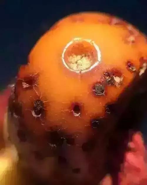 百年老星月手串,百年老星月盘玩视频