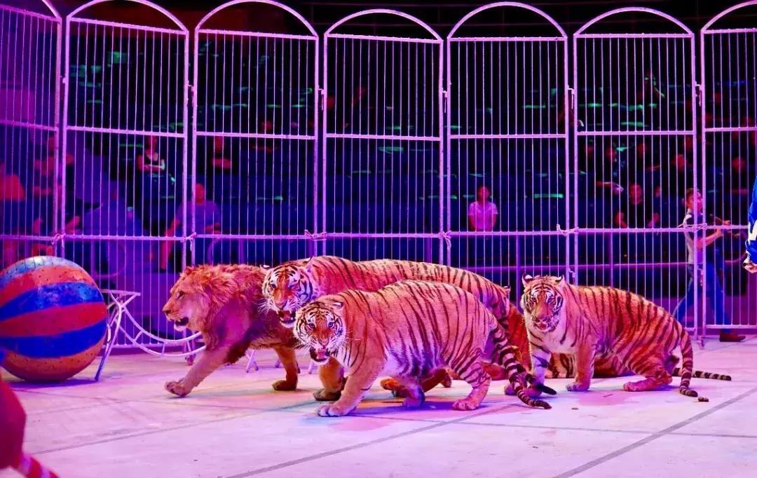 终于定了！世界皇家马戏嘉年华空降淮北吾悦广场！