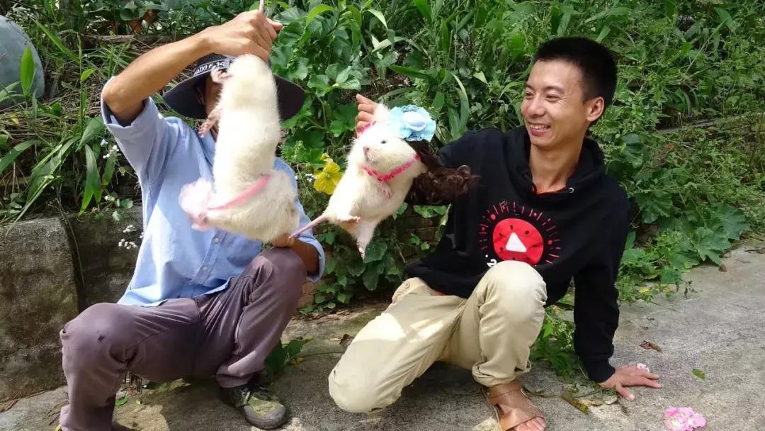 华农兄弟养竹鼠,华农兄弟养竹鼠的视频