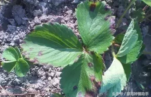 草莓栽后为何死苗多?原因是什么?怎样解决?