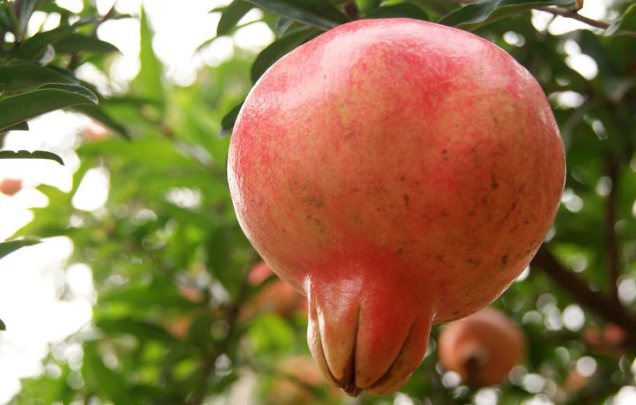 石榴是甜的好还是酸的好,石榴表面越红越甜吗